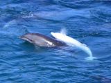 Photo shows Bambi, another albino dolphin that was taken captive back in January