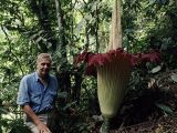 Photo shows Sir David Attenborough standing next to a wild corpse flower