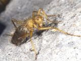 The world's 150,000-plus fly species are organized into more than 100 families. No other is represented by just a single species like the hairy fly (Mormotomyia hirsuta, female shown here)