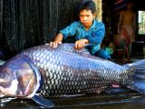 Mekong's giant barb (Catlocarpio siamensis). Maximum Size: 118 inches (300 centimeters), 661.5 pounds (300 kilograms)