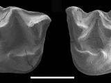 Mystacina miocenalis fossil teeth