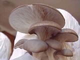 Pleurotus ostreatus - oyster mushroom - growing on a toilet roll