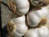 Garlic is a summer must-have in your kitchen