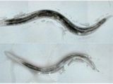 The larger worm in the top image is a hermaphrodite -- a worm with male and female organs -- while the worm on the bottom is male.