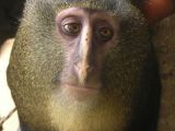 Lesula monkey