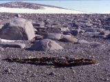 Elephant seal mummy on Victoria Land Beach, Ross Sea, Antarctica