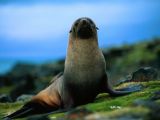 Antarctic fur seals are pretty big animals themselves