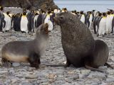 Seals and king penguins often hang out together