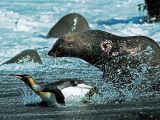 Antarctic fur seals are known to kill and feed on king penguins every once in a while