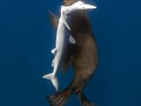It is believed seals kill sharks to eliminate competition for fish