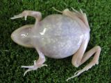 The Japanese transparent frog