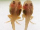 The Japanese transparent tadpole