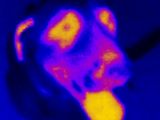 Seek Thermal heat image of canine