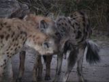 Yes, the individual in the right is the dominant female of spotted hyena, and what you see is a clitoris, not a penis