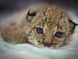 Lynx cubs are fluffier in real life