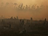 Some forests in Riau Province have been completely destroyed by the fire