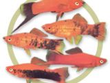 Types of male swordtail, with tail ornaments and various color patterns