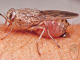 The parasite is transmitted by the tsetse fly