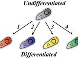 Every cells can "differentiate"