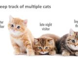 Tailio can monitor multiple kitties
