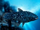 Present day Coelacanth