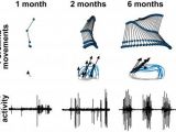 This graphic shows improvement by 6 months post-injury in forelimb movements and muscle activity during walking.