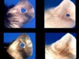 MRL mice can regrow lost tissue