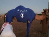 These leotards supposedly help camels run faster