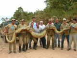 Anacondas are incredibly large snakes
