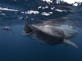 Whale sharks are huge, yet pretty much harmless