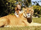 A liger is significantly bigger than its parents (a tiger and a lion)