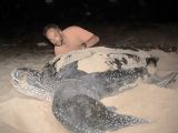 Leatherback turtles are bigger than some would suspect