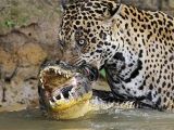 Caimans rarely stand a chance when jaguars decide to go after them