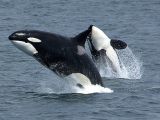 Orcas kill great white sharks by drowning them