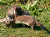Stoat carrying a dead rabbit