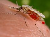 The parasite is transmitted via a mosquito host