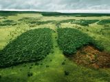 Deforestation is to blame for the spread of the parasite