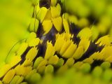 Macro photographs of butterfly and moth wings