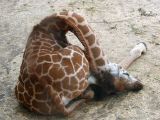 In the wild, giraffes only sleep for about half an hour a day