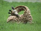 To nap, giraffes curl up on the ground