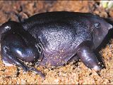 The pignose frog