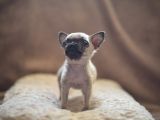 Her owners think her to be the smallest pug in Britain