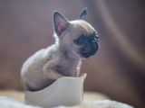 The pooch is small enough to fit in a gravy boat