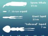 Comparison between a colossal squid, a giant squid and a sperm whale