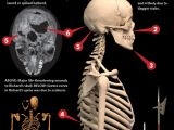 Researchers say that Richard III sustained a total of 11 injuries on the battlefield