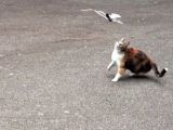 Cat playing with Bionic Bird