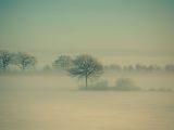Winter Fog
