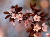 Fleurs de Prunus