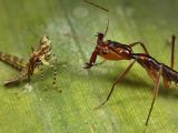 Odontomachus ant attacking a prey (a locust larva)