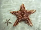 Starfish: a regulated natural pentacle